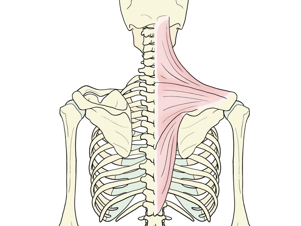 肩甲挙筋と僧帽筋